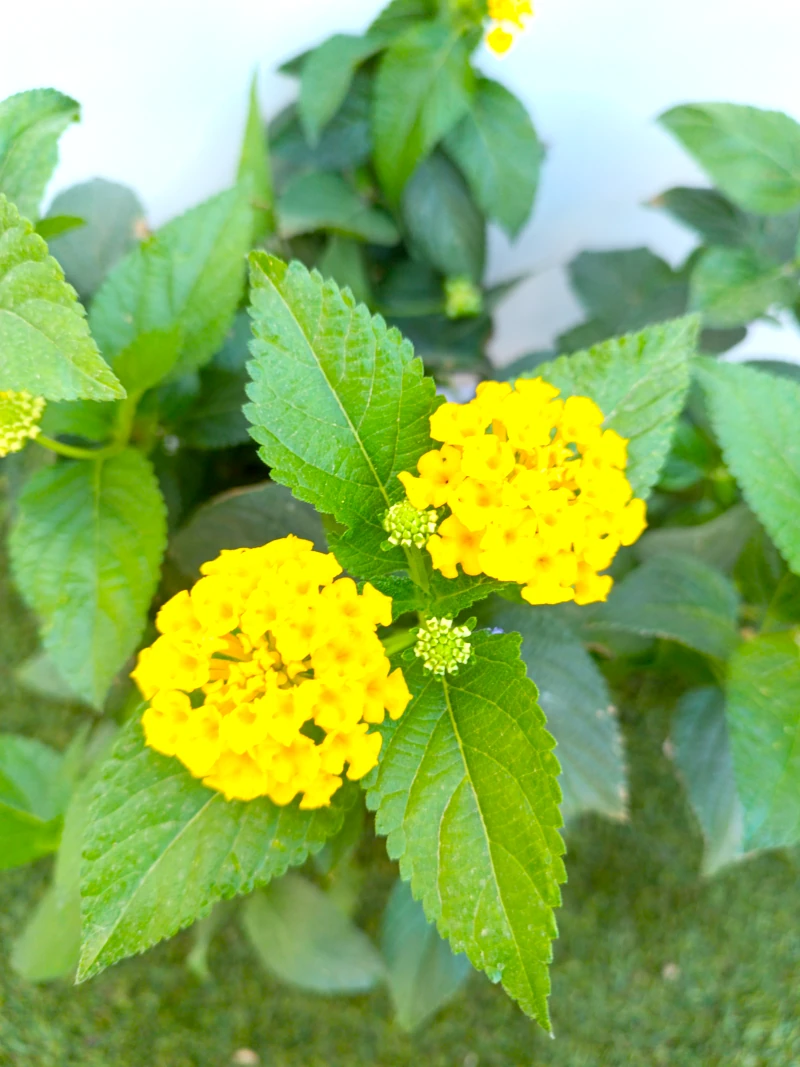 0318001958_1 Primer plano de la Lantana Camara.