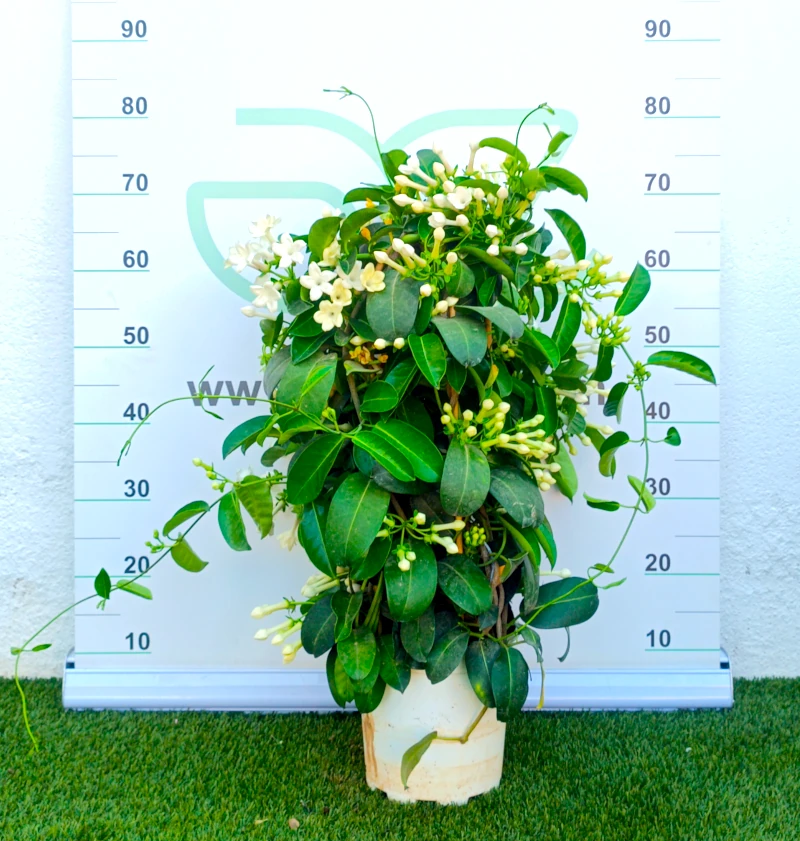 0318001983 Planta trepadora Stephanotis (Jazmín de Madagascar) guiada en tutor con flores tubulares blancas y hojas verdes coriáceas en maceta de cultivo.