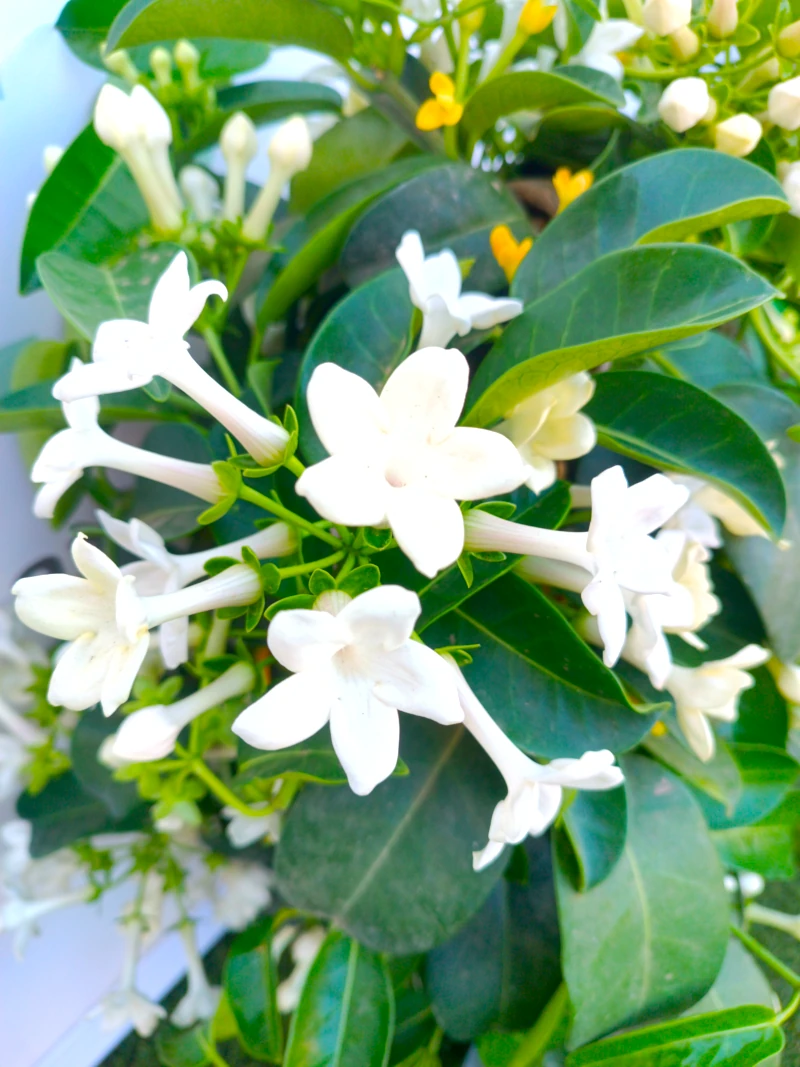 0318001983_1 Primer plano de la Stephanotis.