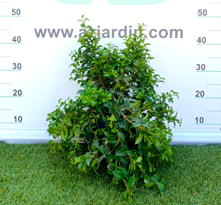 0318002066 Planta de exterior arbustiva Eugenia en maceta de cultivo con un denso y compacto follaje de hojas coriáceas de color verde oscuro brillante.