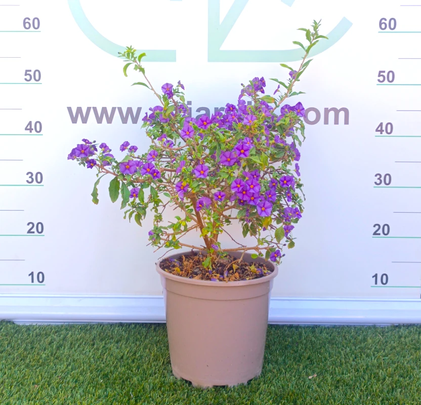 0318002186 Planta de exterior arbustiva Solanum Rantonetti en maceta de cultivo con denso follaje verde y abundante floración de color violeta intenso.