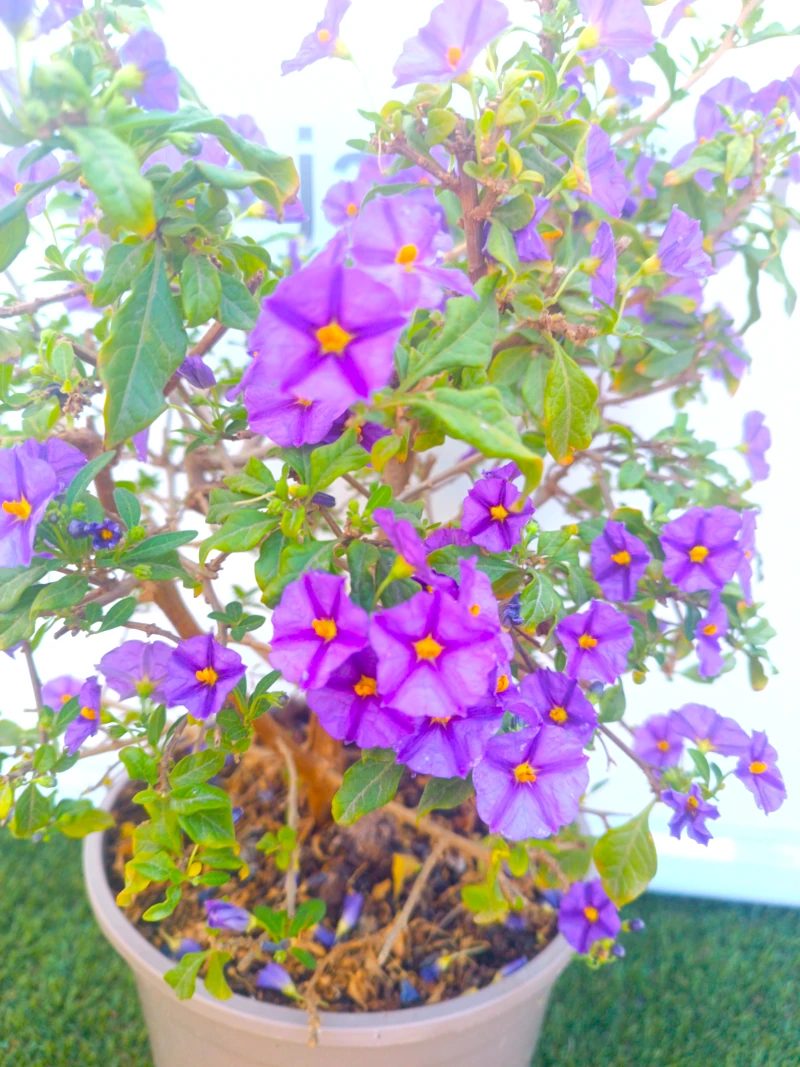 0318002186_1 Primer plano del Solanum Rantonetti.