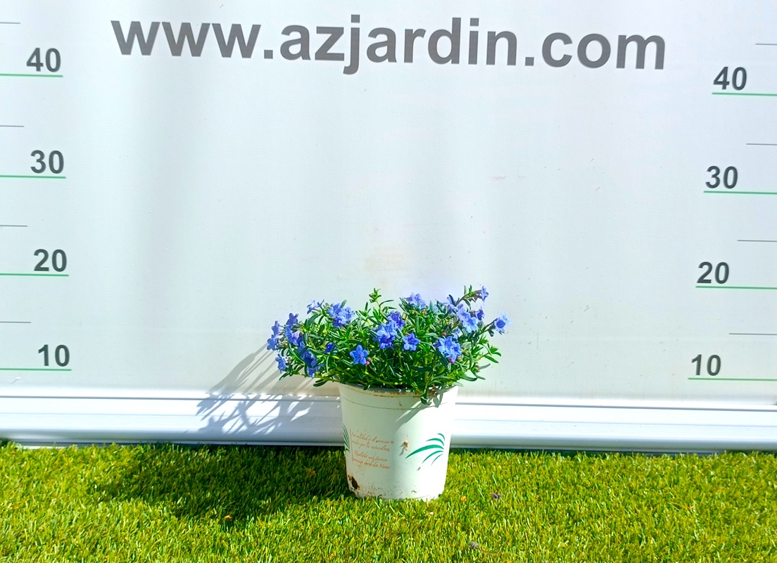 0318002242 Planta tapizante Lithodora Diffusa en maceta de cultivo con follaje verde denso y flores azules.