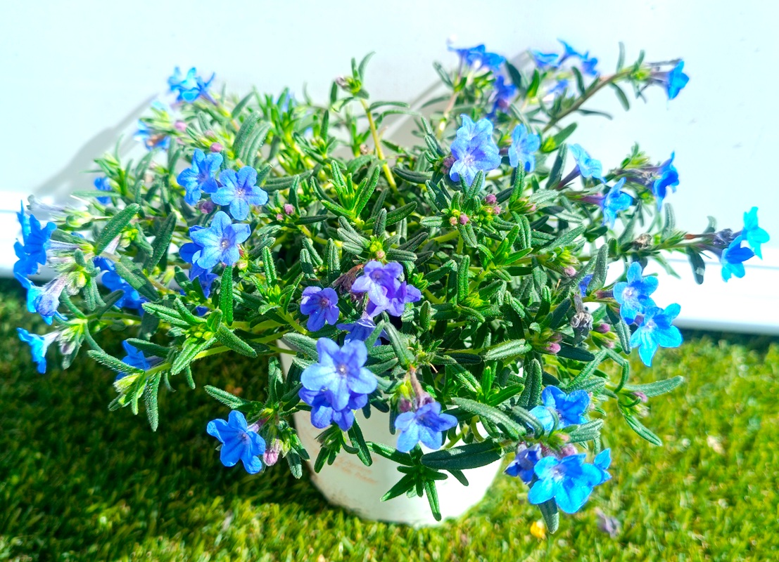 0318002242_1 Primer plano de planta tapizante Lithodora Diffusa en maceta de cultivo con follaje verde denso y flores azules.