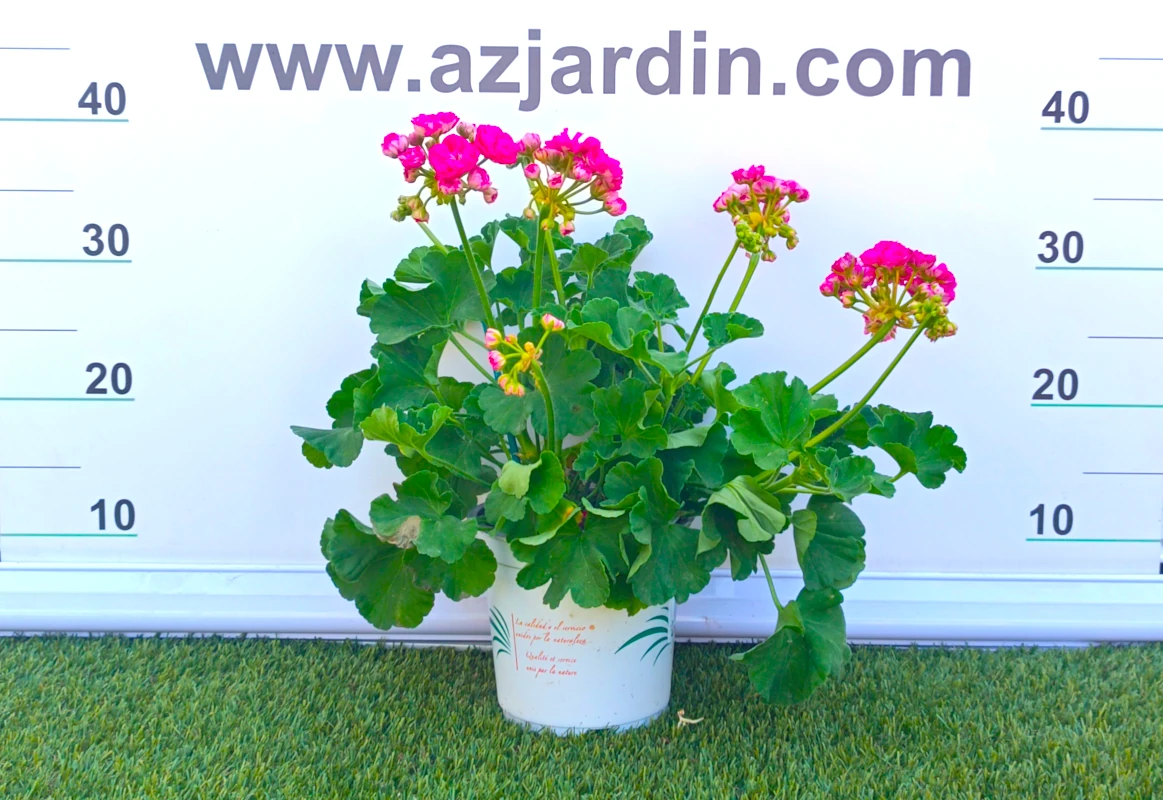 0318002258 Planta de exterior Pelargonium Zonale en floración con umbelas de flores rosa fucsia y hojas verdes festoneadas en maceta de cultivo.