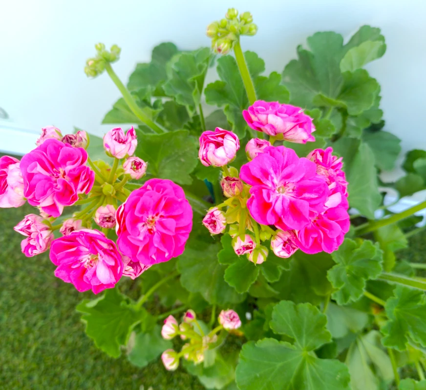 0318002258_1 Primer plano del Pelargonium Zonale.
