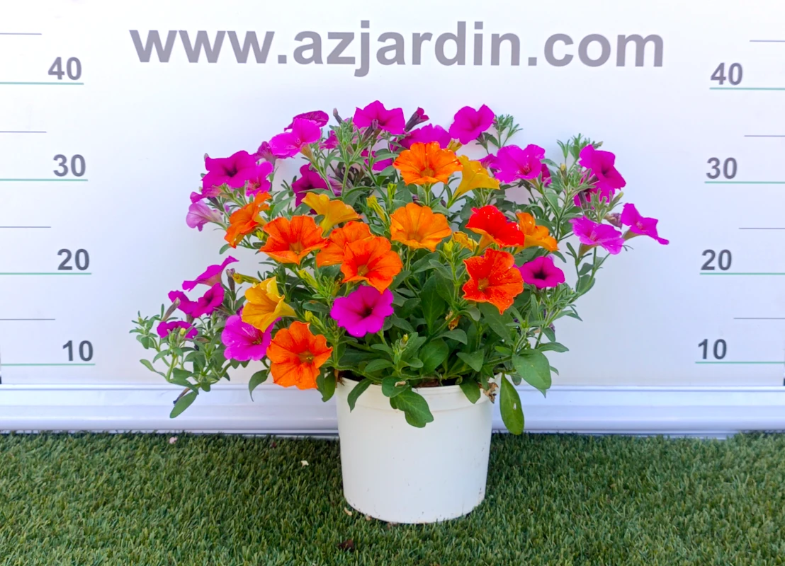 0318002324 Planta de exterior Potunia en plena floración con un porte esférico compacto y flores en forma de trompeta de colores fucsia, naranja y amarillo en maceta de cultivo.