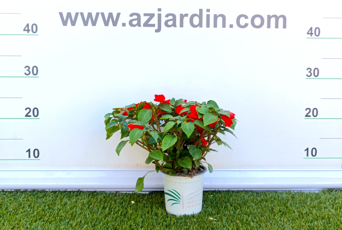 0318002338 Planta de exterior Impatiens (Alegría) en plena floración con abundantes flores de color rojo con hojas verdes en maceta de cultivo.