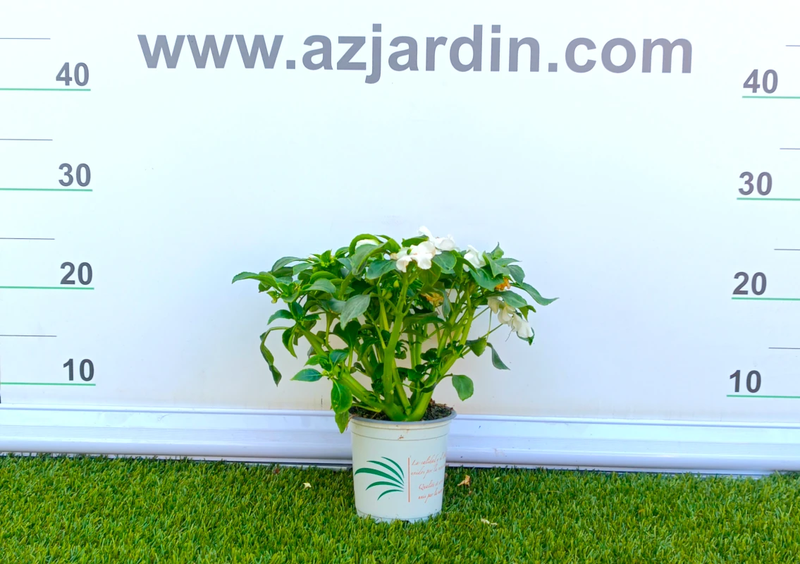 0318002338_2 Planta de exterior Impatiens (Alegría) en plena floración con abundantes flores de color blanco con hojas verdes en maceta de cultivo.