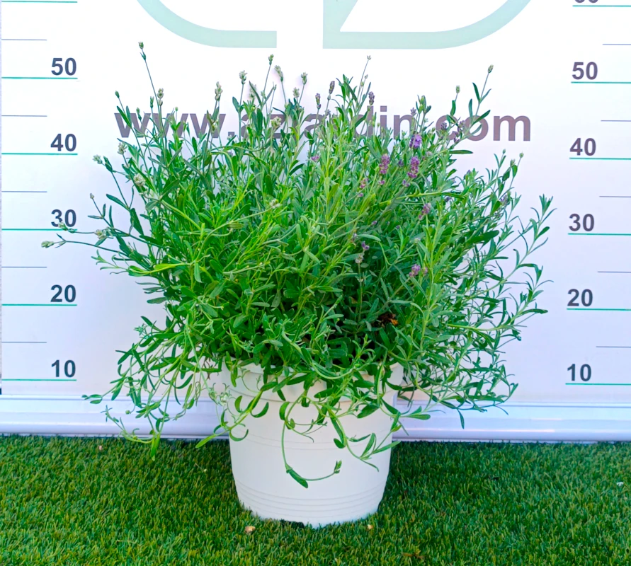 0318002395 Planta de exterior aromática Lavanda Angustifolia en maceta de cultivo con densas espigas florales en tonos azul violáceo y hojas lineares verdes.