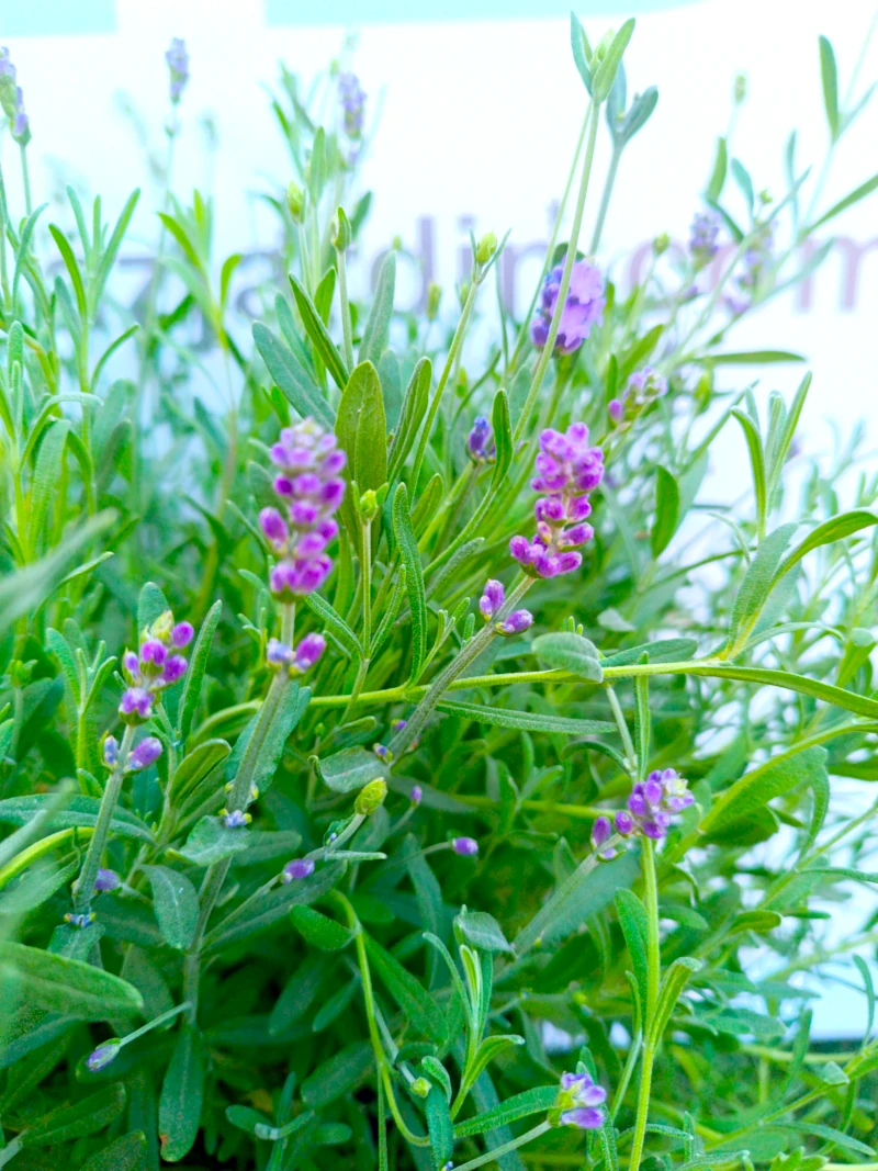0318002395_1 Primer plano de la Lavanda.
