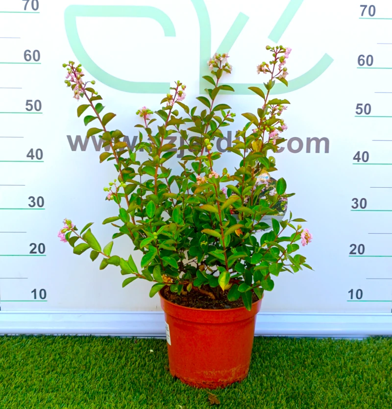 0318002424 Planta de exterior arbustiva Lagerstroemia Indica "Rhapsody Pink" (Árbol de Júpiter) con brotes florales terminales y hojas elípticas verdes en maceta de cultivo.