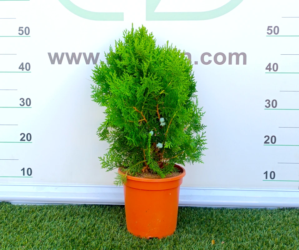 0318002498 Planta de exterior conífera Thuja Aurea Nana en maceta de cultivo con denso y compacto follaje ovoidal de color verde lima con ápices amarillos.