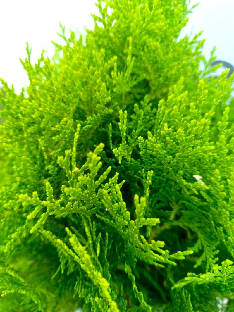 0318002498_1 Primer plano de la Thuja Aurea Nana.