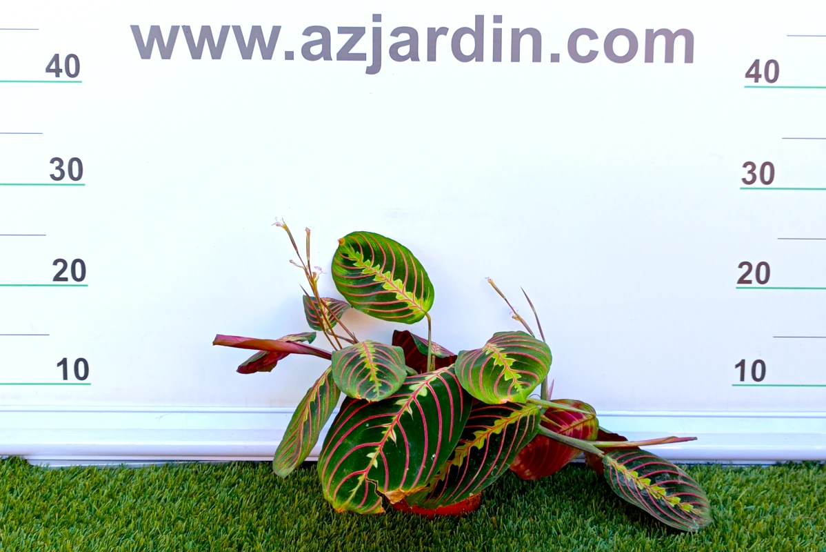 0318002597 Planta de interior perenne Maranta Tricolor (Planta de la oración) en maceta de cultivo con hojas elípticas verde oscuro, nervaduras rojas e inflorescencias blancas.