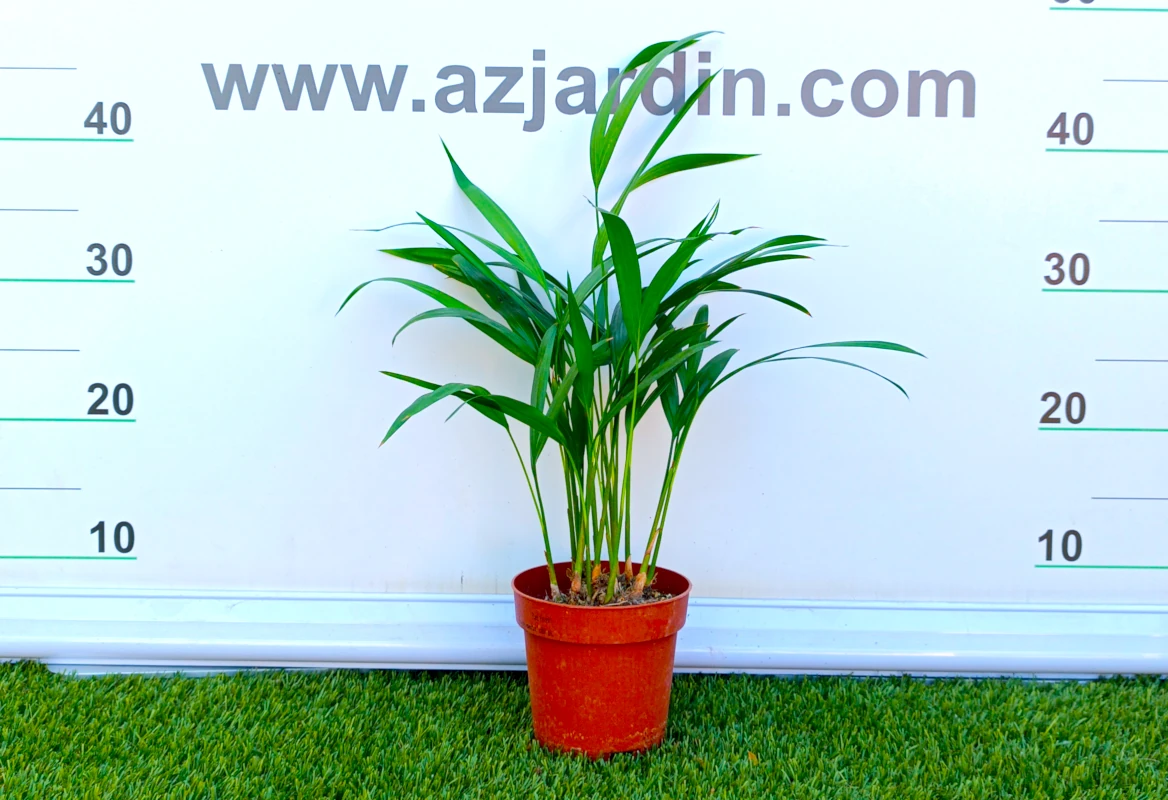 0318002622 Planta de interior perenne Dypsis (Areca) en maceta de cultivo con múltiples tallos delgados y esbeltas frondas pinnadas de color verde vivo.