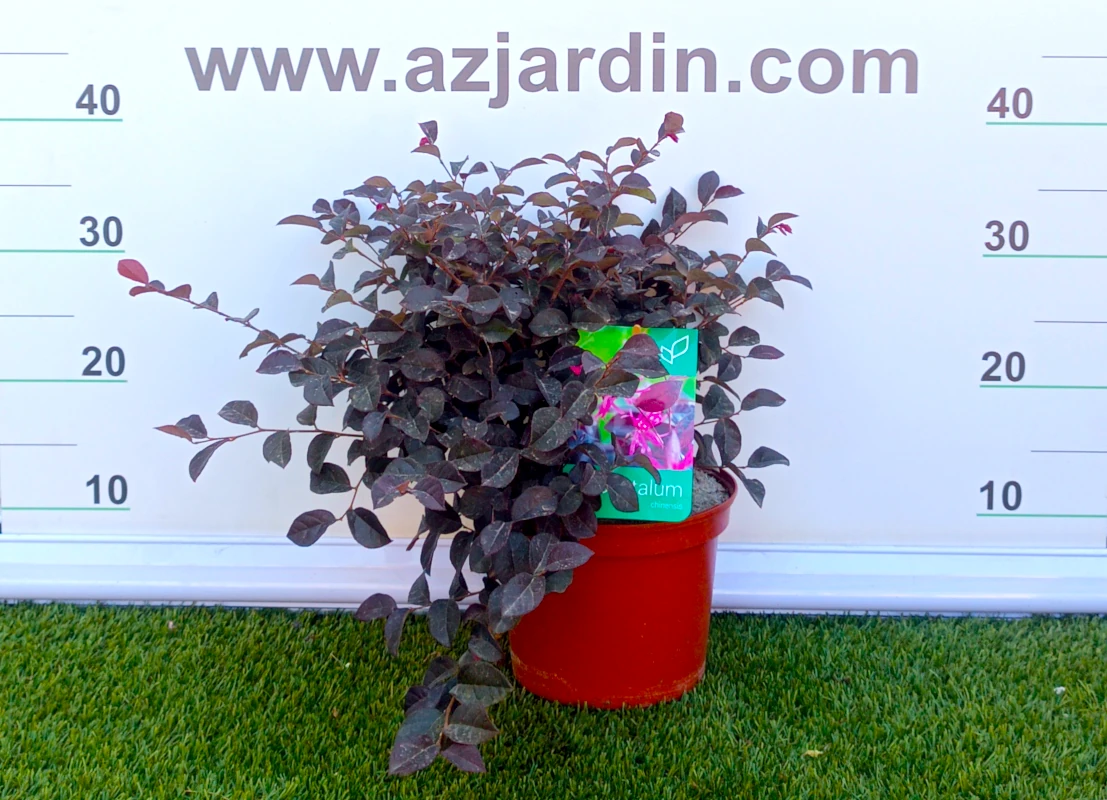 0318002624 Planta de exterior arbustiva Loropetalum Chinense en maceta de cultivo con un denso follaje de hojas ovaladas color borgoña purpúreo oscuro.