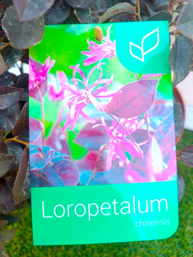 0318002624_1 Etiqueta del Loropetalum Chinense.