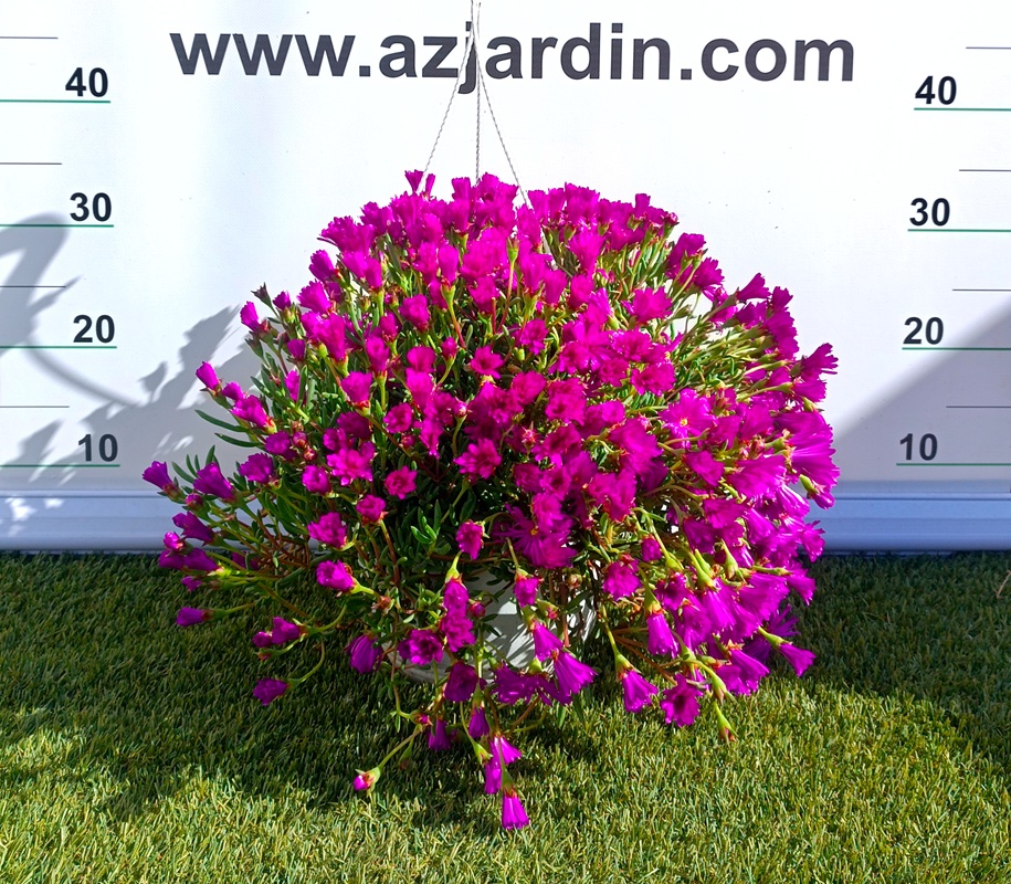 0318002628 Planta de Mesembryanthemum en maceta de cultivo con follaje suculento verde denso listo para trasplante.