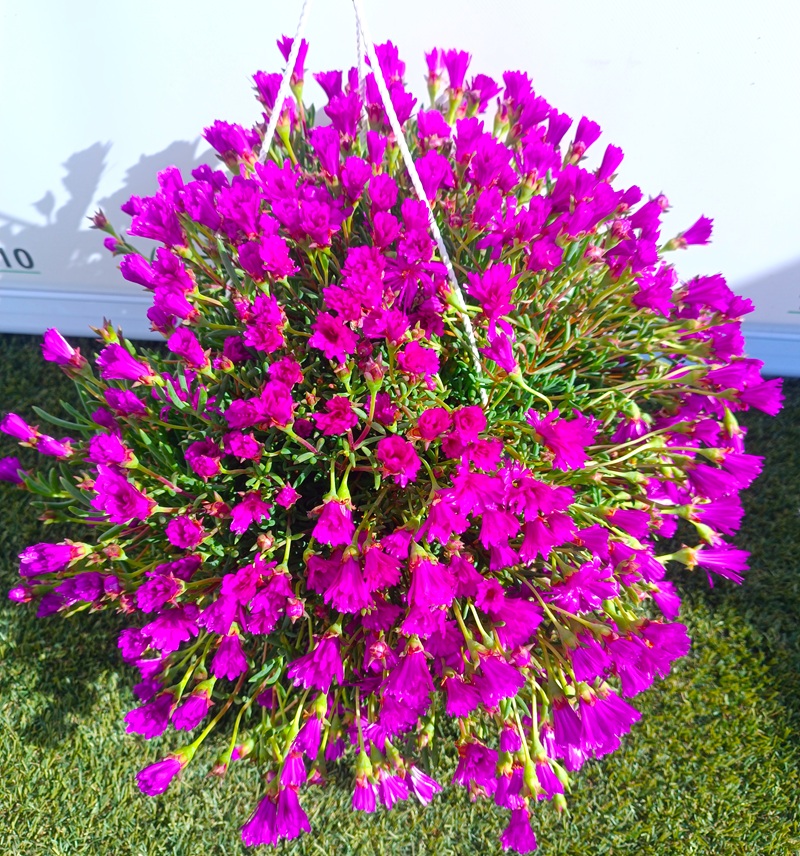 0318002628_1 Planta de Mesembryanthemum en maceta de cultivo con follaje suculento verde denso listo para trasplante.