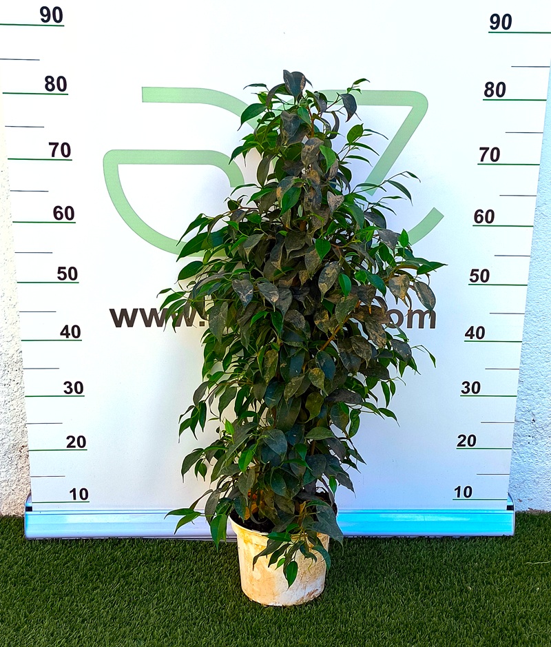 0318002666 Planta de interior Ficus Benjamina con follaje denso y brillante de color verde en maceta de cultivo.
