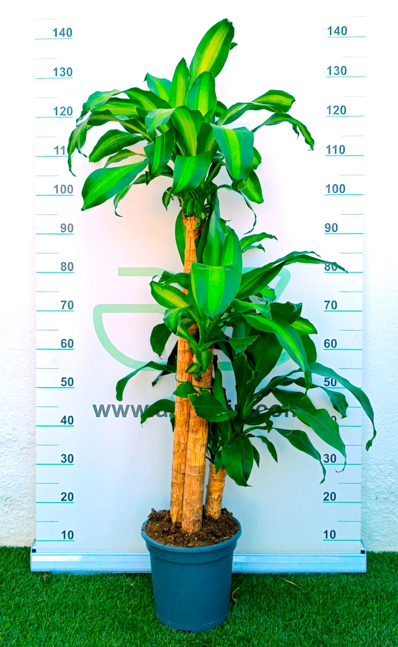 0318002711 Planta de interior perenne Dracaena Massangeana en maceta de cultivo con tres troncos leñosos escalonados y hojas verdes con una franja central amarilla brillante.