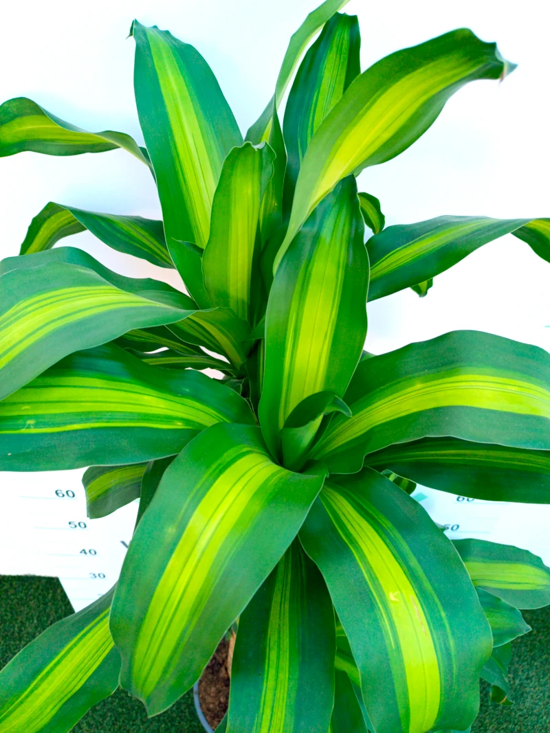 0318002711_1 Primer plano de la Dracaena Massangeana.