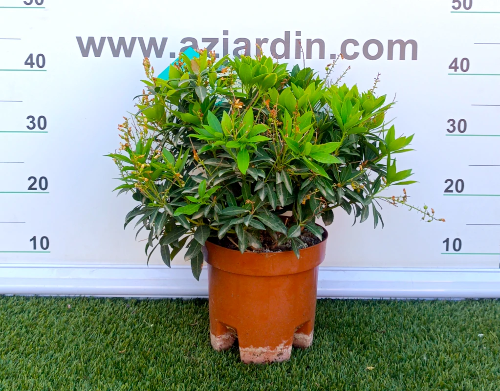 0318002775 Planta de exterior arbustiva Pieris Japonica Purity en maceta de cultivo con denso y compacto follaje globoso de hojas verdes brillantes.