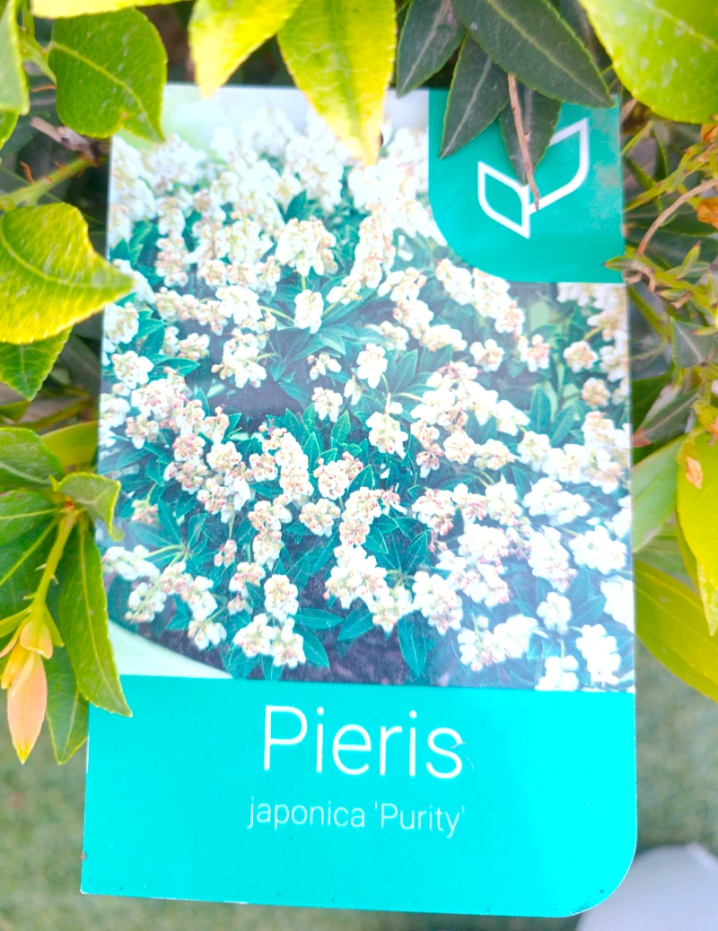 0318002775_1 Etiqueta del Pieris Japonica Purity.