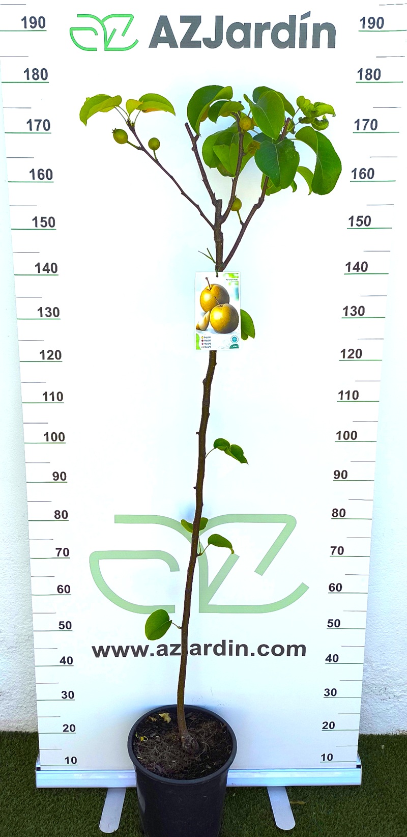 0318002933 Árbol frutal Nashi Hosui de 5 años en maceta negra, con tronco central estilizado y copa ramificada con algunas hojas verdes anchas.