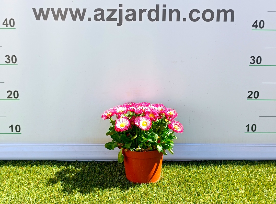 0318003003 Planta de Bellis perennis en maceta de cultivo con flores en forma de pompón en colores variados según disponibilidad.