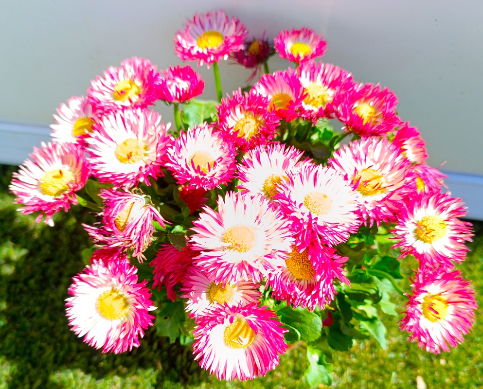 0318003003_1 Planta de Bellis perennis en maceta de cultivo con flores en forma de pompón en colores variados según disponibilidad.