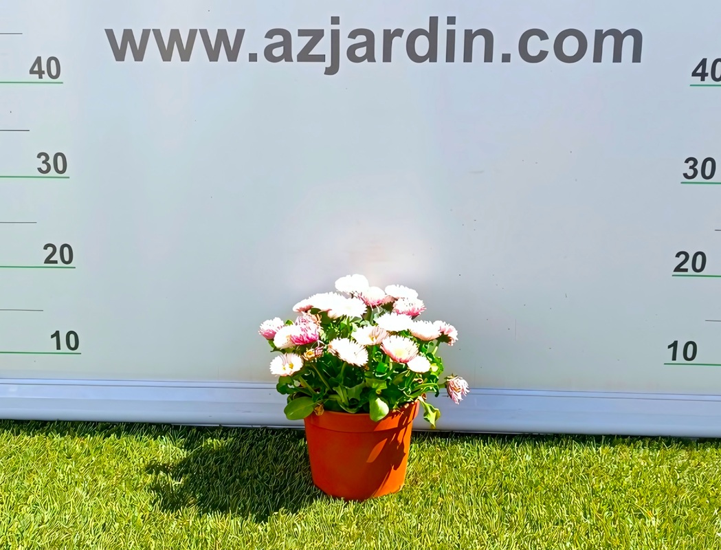 0318003003_2 Planta de Bellis perennis en maceta de cultivo con flores en forma de pompón en colores variados según disponibilidad.