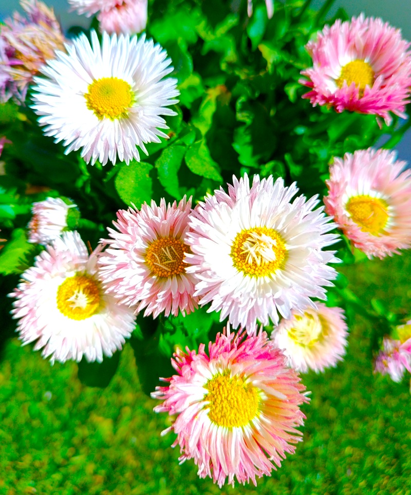 0318003003_3 Planta de Bellis perennis en maceta de cultivo con flores en forma de pompón en colores variados según disponibilidad.