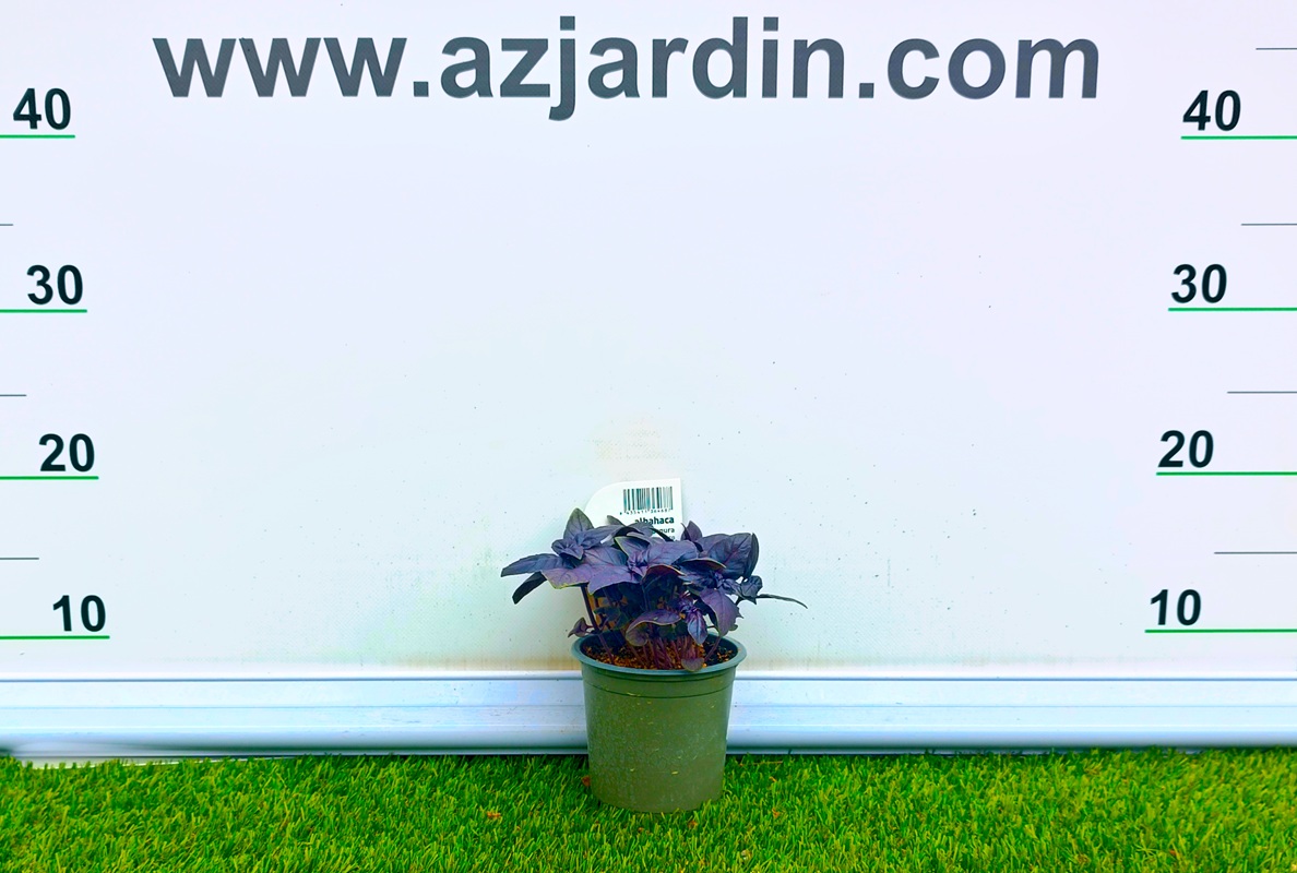 0318003011 Planta joven de albahaca de hoja púrpura con follaje morado intenso en maceta de cultivo.