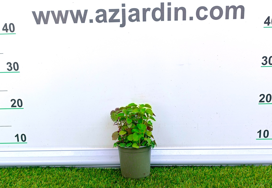 0318003016 Planta joven de menta coreana (Agastache rugosa) en maceta de cultivo con hojas verdes y matices púrpuras.