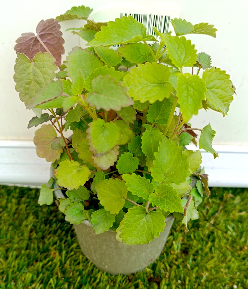 0318003016_1 Primer plano de planta joven de menta coreana (Agastache rugosa) en maceta de cultivo con hojas verdes y matices púrpuras.