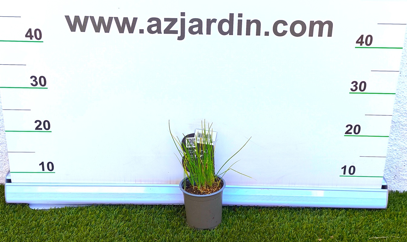 0318003030 Planta de Cebollino con sus características hojas verdes, finas y cilíndricas en maceta, situada frente al panel de medición de AZJardín.