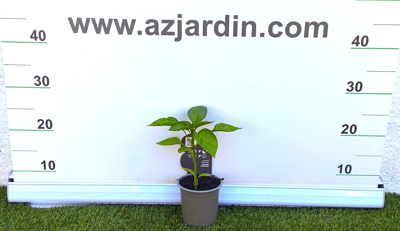 0318003035 Planta joven de Pimiento Morrón en maceta gris, situada frente al panel de medición de AZJardín.