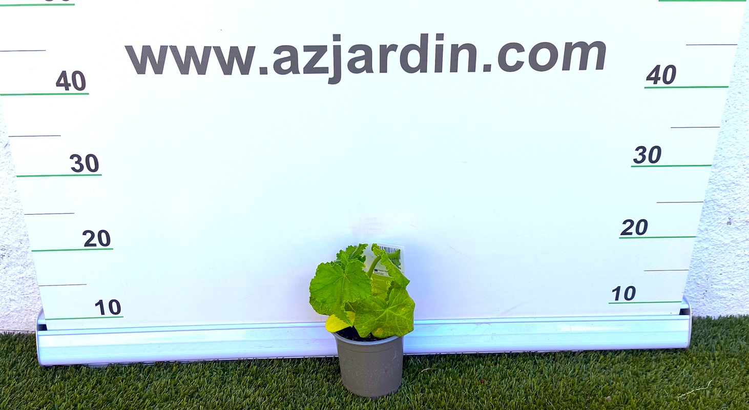 0318003064 Plantón de Pepino Holandés en maceta, mostrando sus características hojas anchas y tallo joven frente al panel de medición de AZJardín.
