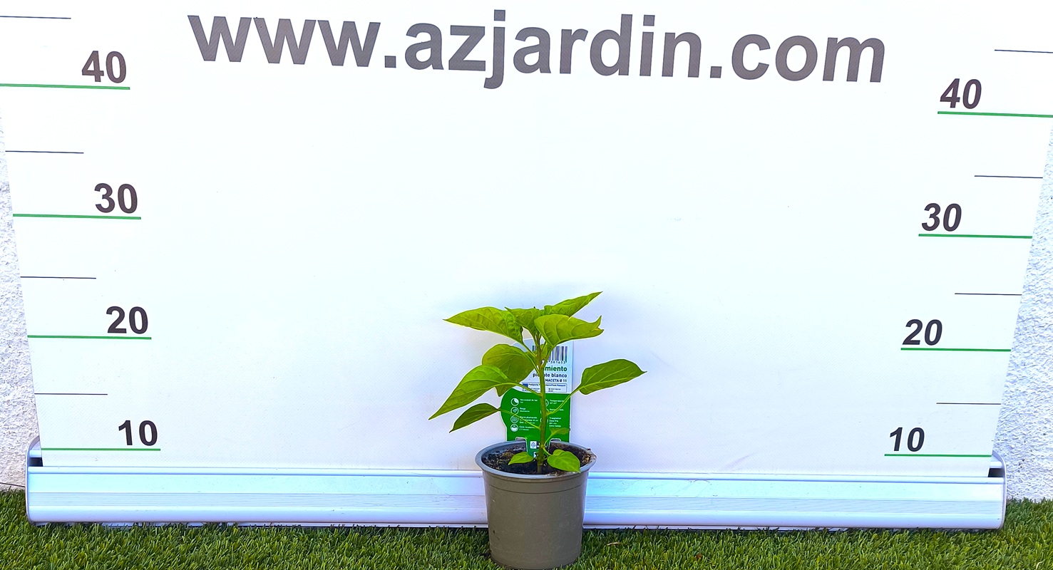 0318003066 Planta de Pimiento Picante Blanco en maceta, mostrando su follaje y estructura de crecimiento frente al panel de medición de AZJardín.