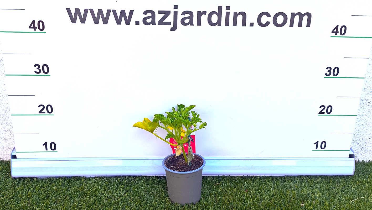 0318003068 Plantón joven de Sandía Rayada en maceta, mostrando sus primeras hojas lobuladas y tallo rastrero, posicionado frente al panel de medición de AZJardín.