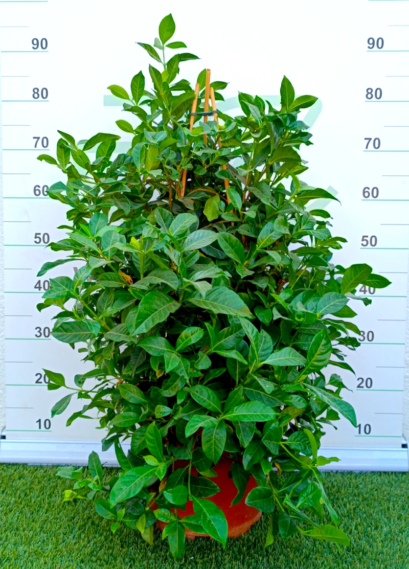0318003094 Planta de interior perenne Gardenia Jasminoides guiada en forma de pirámide sobre tutores de bambú en maceta de cultivo con denso follaje verde oscuro brillante.
