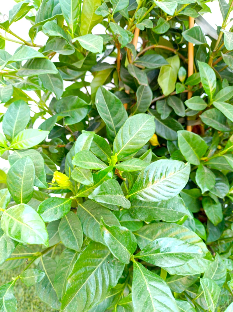 0318003094_1 primer plano de la Gardenia Jasminoides.
