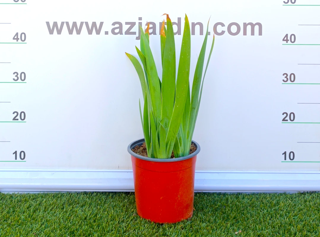 0318003105 Planta de exterior vivaz Iris Germanica (Lirio azul) en maceta de cultivo con abanicos foliares compactos de hojas ensiformes verde glauco.