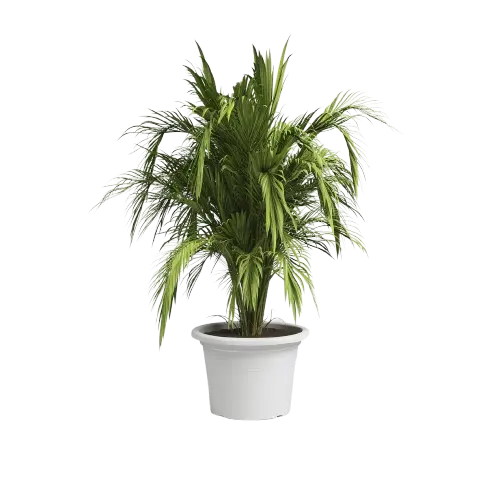 06070000543_1 Maceta Venezia blanco con una palmera ornamental, destacando su capacidad y estabilidad para plantas de porte medio.