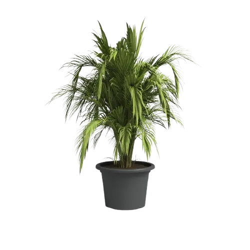 06070000544_1 Maceta Venezia antracita con una palmera ornamental, destacando su capacidad y estabilidad para plantas de porte medio.