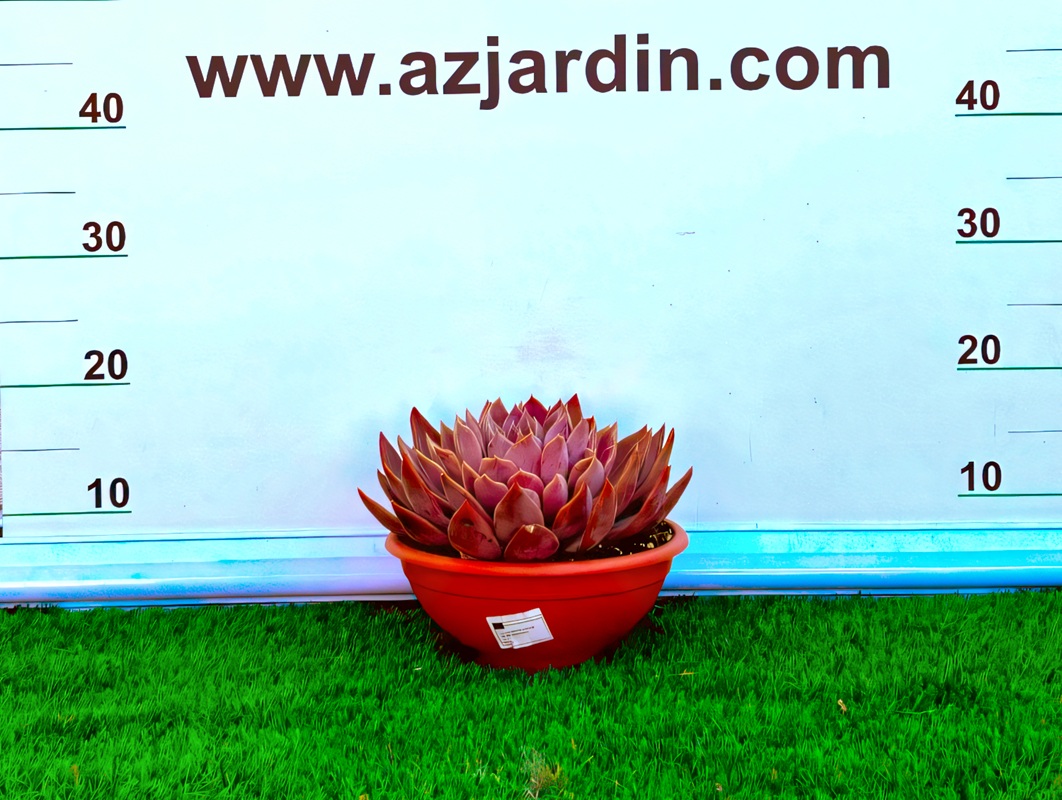 111111198 Planta suculenta Echeveria Silver Queen con rosetas plateadas y bordes rojizos para decoración exterior.