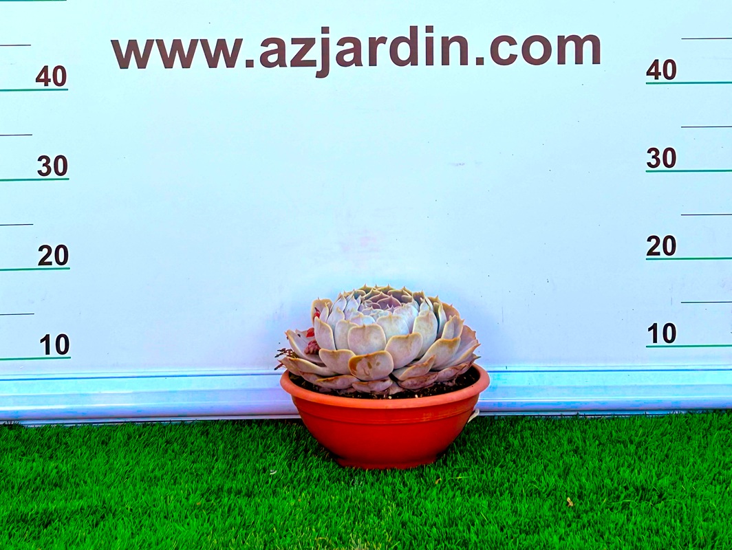 111111199 Planta suculenta Echeveria lilacina con rosetas compactas de color gris plateado y matices lila para decoración.