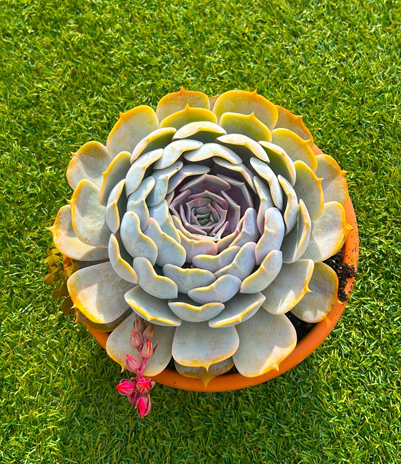 111111199_1 Plano de la parte superior de la Echeveria lilacina.